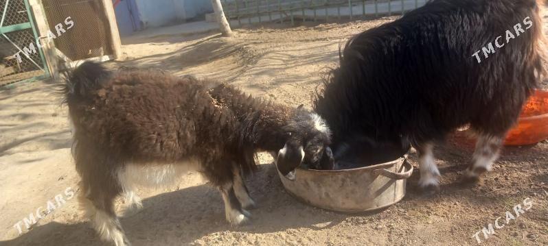 cebish - Türkmenbaşy - img 2