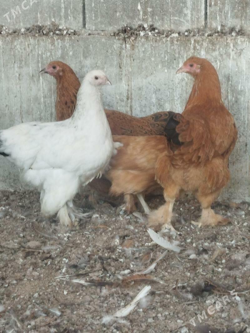 jüje - Гёкдепе - img 4