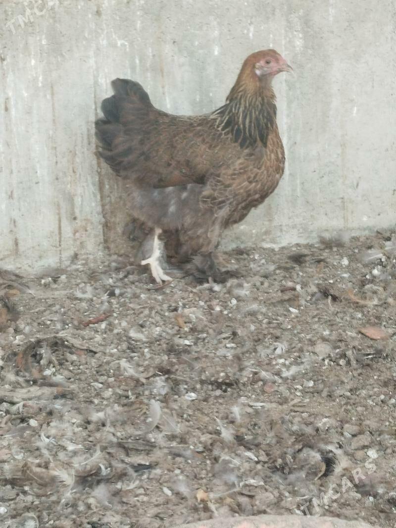 jüje - Гёкдепе - img 1