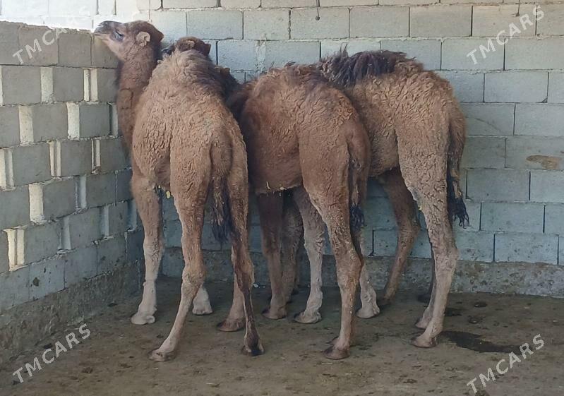 torum - Херрикгала - img 6