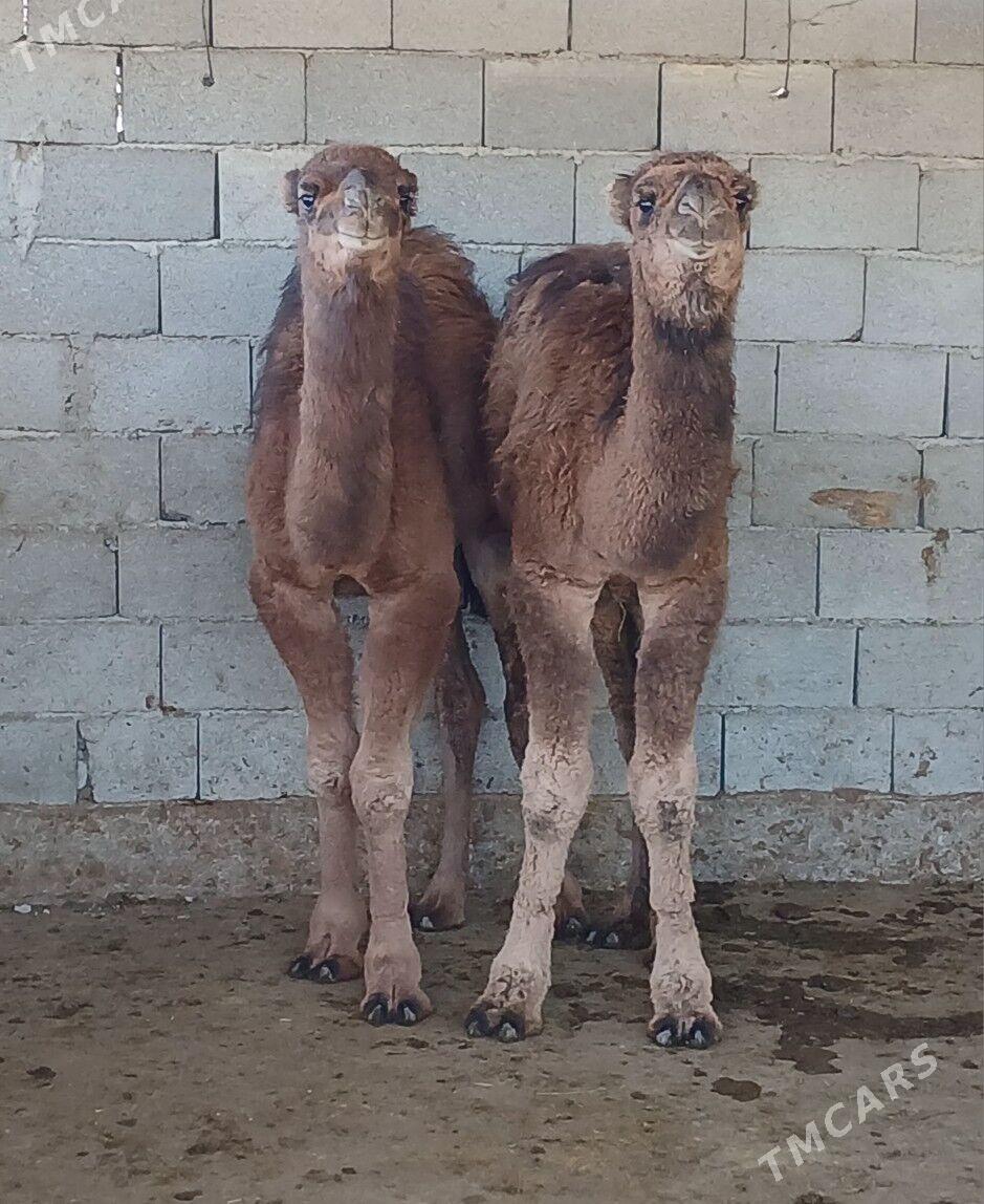 torum - Херрикгала - img 4