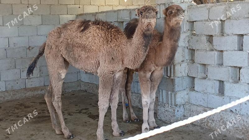 torum - Херрикгала - img 7