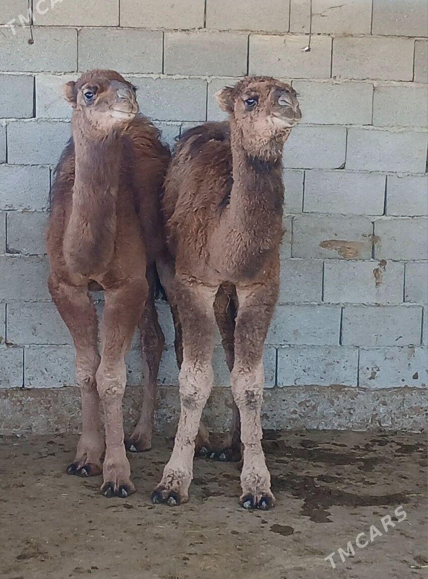 torum - Херрикгала - img 3