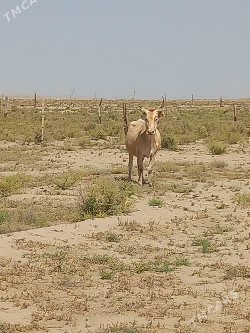 Sygyr - Эсенгулы - img 2