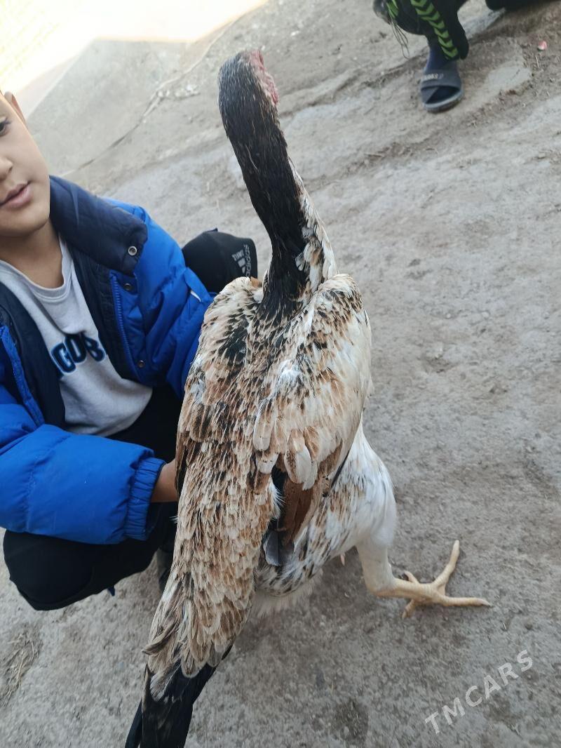 tovuk - Şabat etr. - img 1