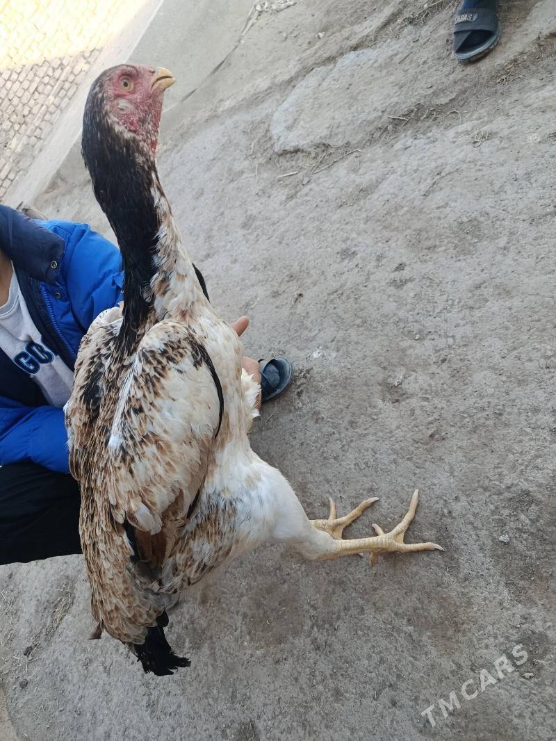 tovuk - Şabat etr. - img 3