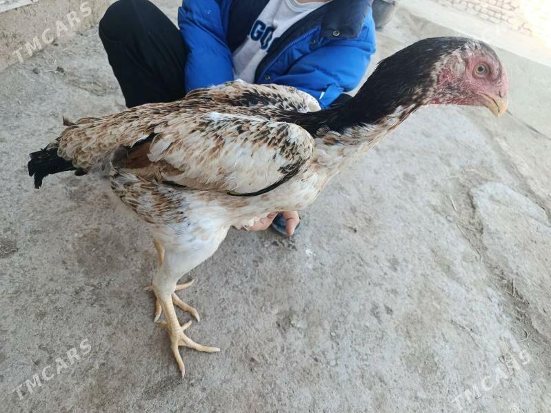 tovuk - Şabat etr. - img 2