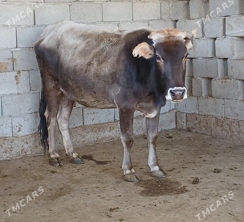 bogaz sygyr - Herrikgala - img 2