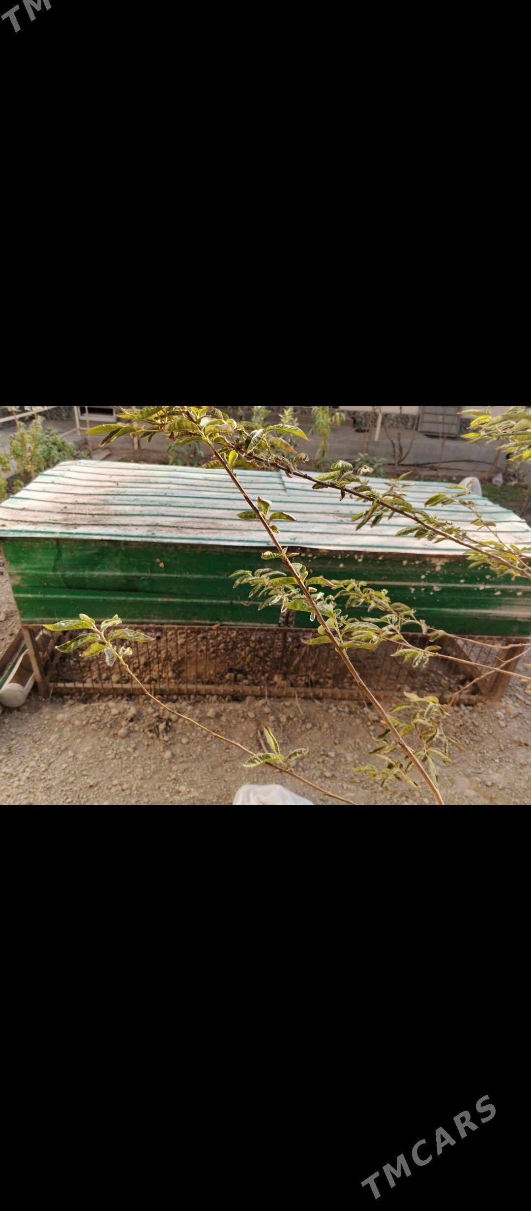 towuk ketek - Änew - img 2