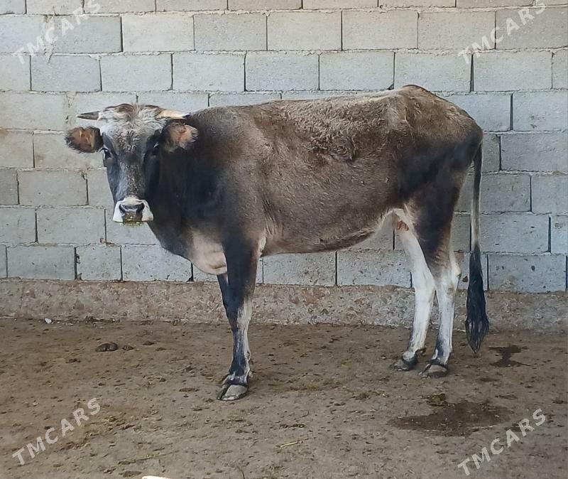 bogaz sygyr - Herrikgala - img 5