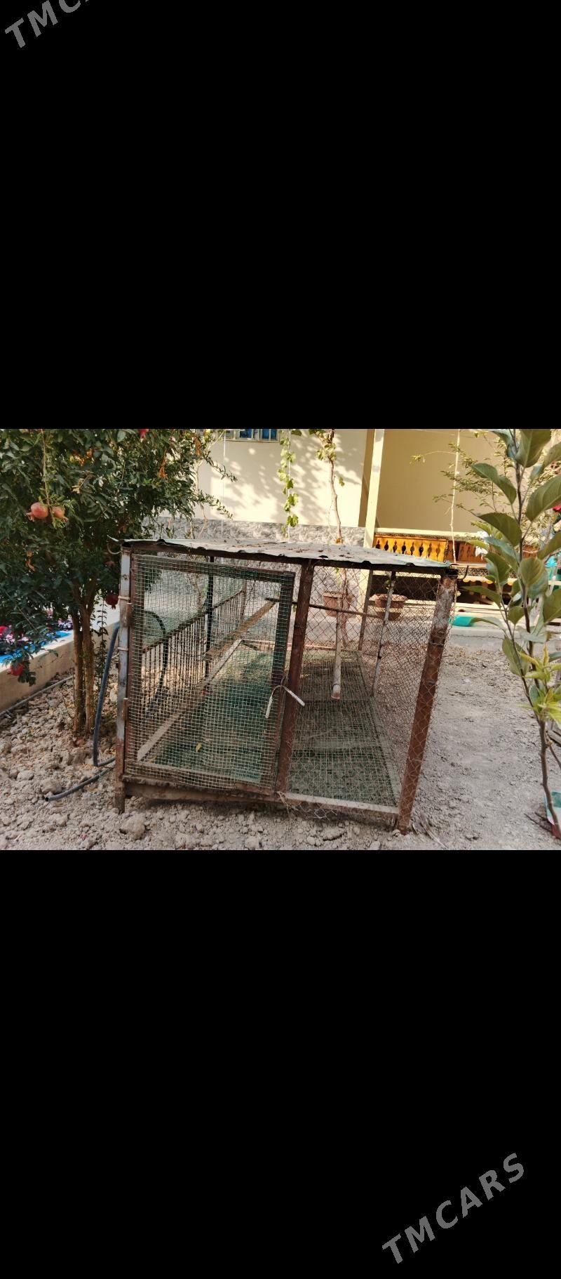 towuk ketek - Änew - img 4