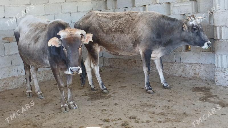 bogaz sygyr - Herrikgala - img 1