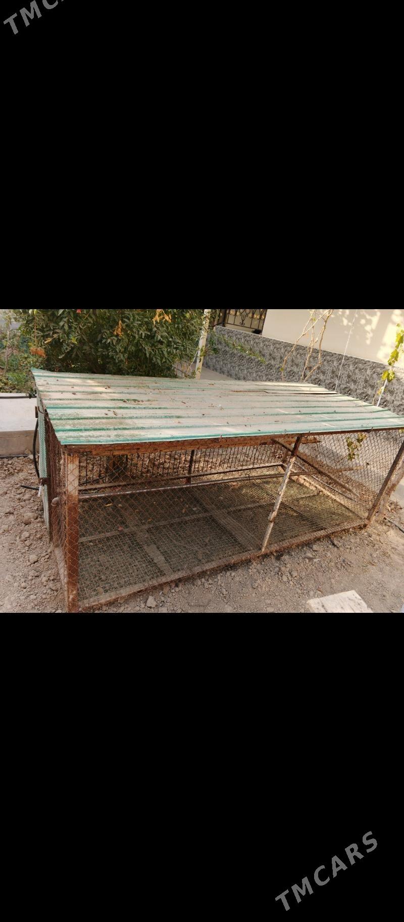 towuk ketek - Änew - img 5