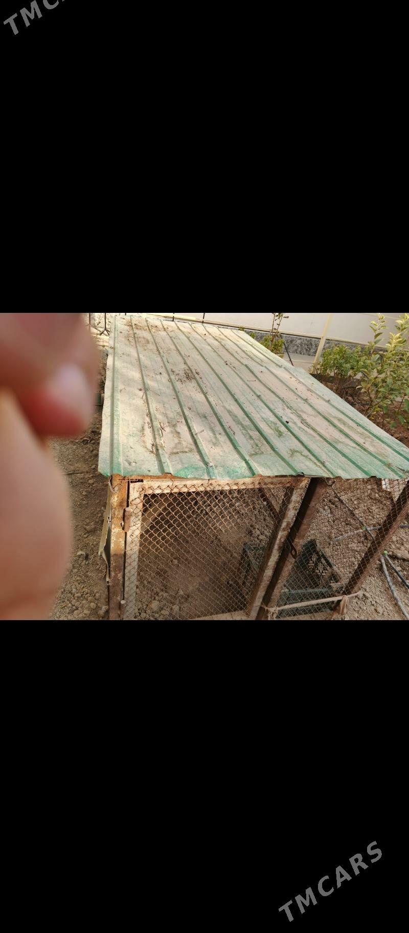 towuk ketek - Änew - img 3