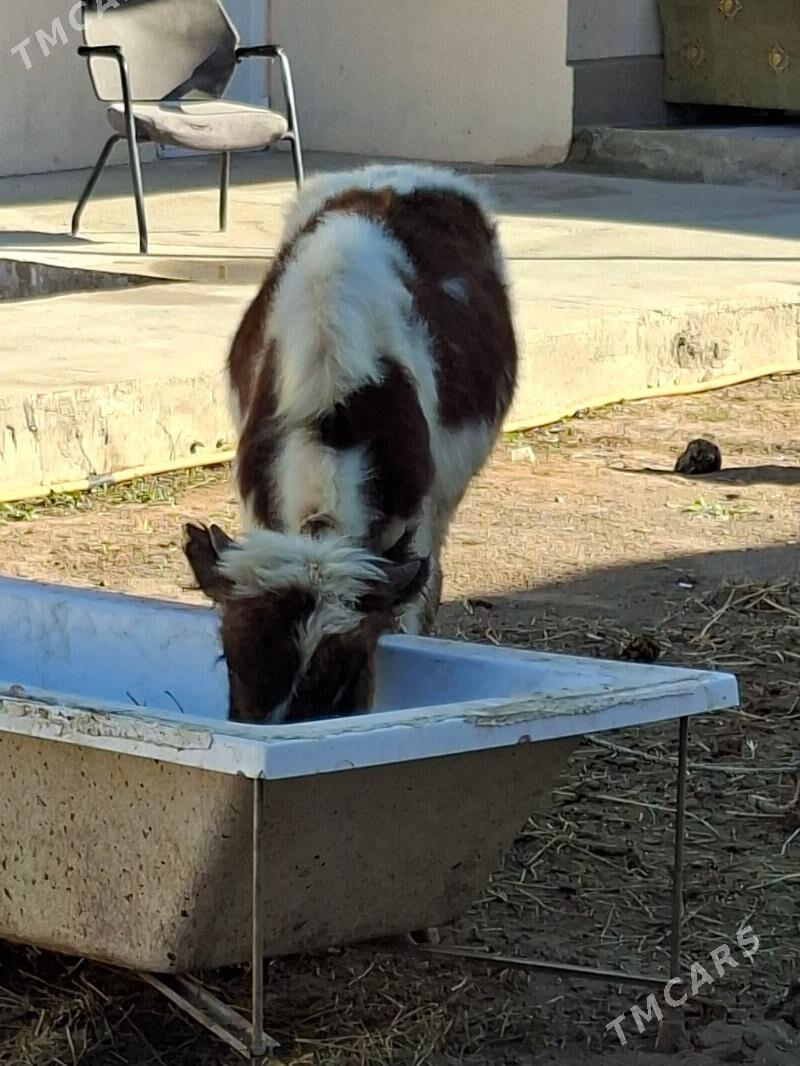 Okuz 2-sany - Ашхабад - img 7