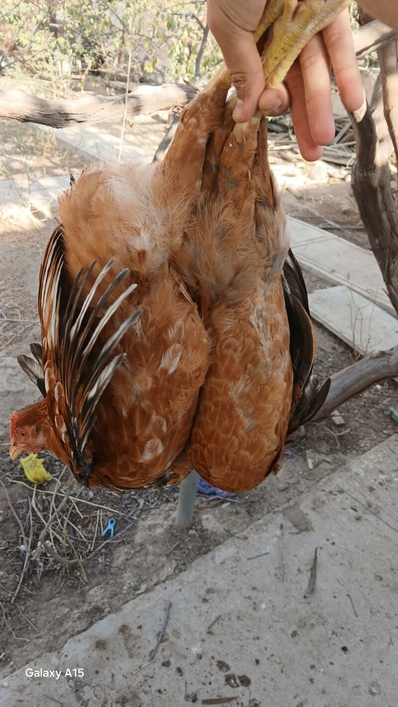 horaz - Балканабат - img 3