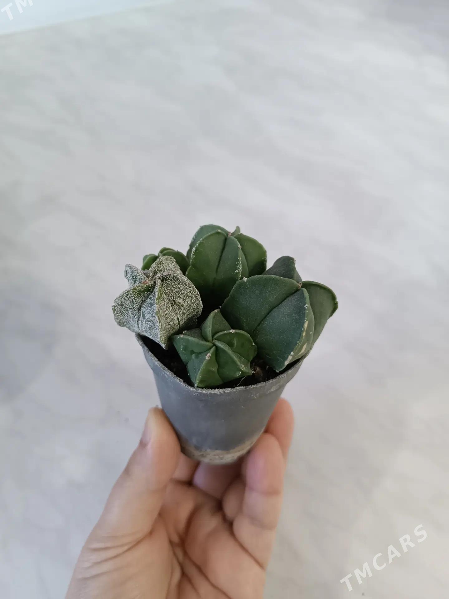 СУККУЛЕНТЫ - Ашхабад - img 6