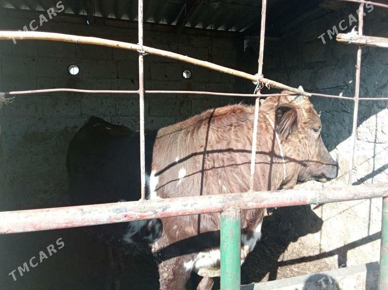 okuz - Гёкдепе - img 2