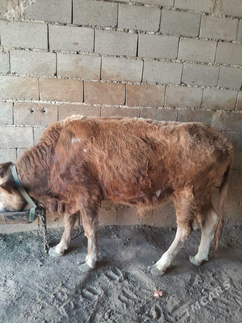 okuz - Теджен - img 3