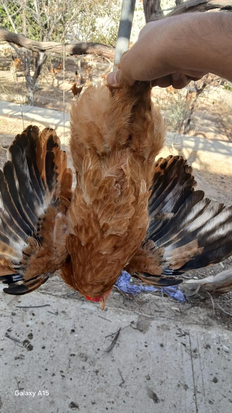 horaz - Балканабат - img 2