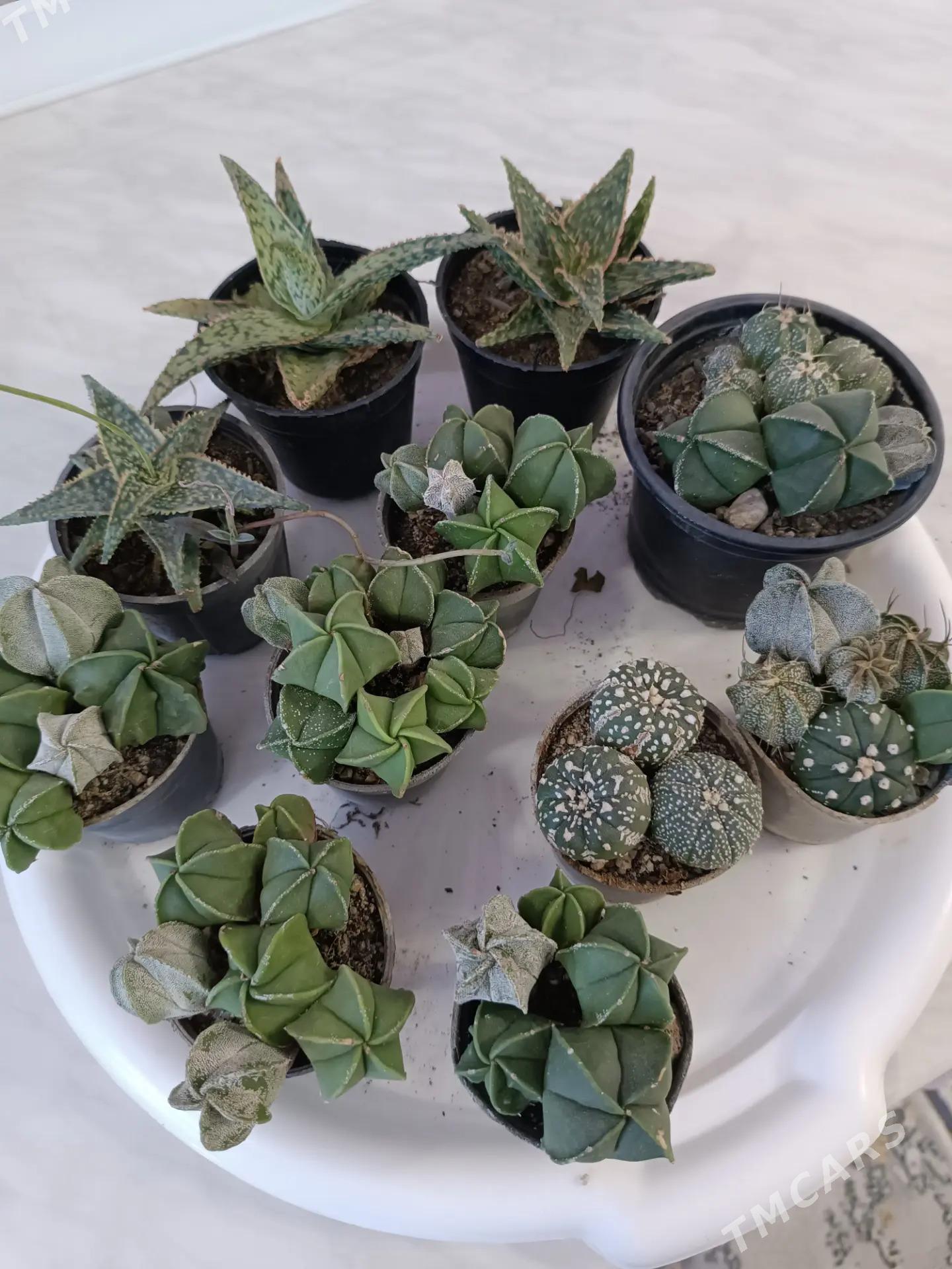 СУККУЛЕНТЫ - Ашхабад - img 1