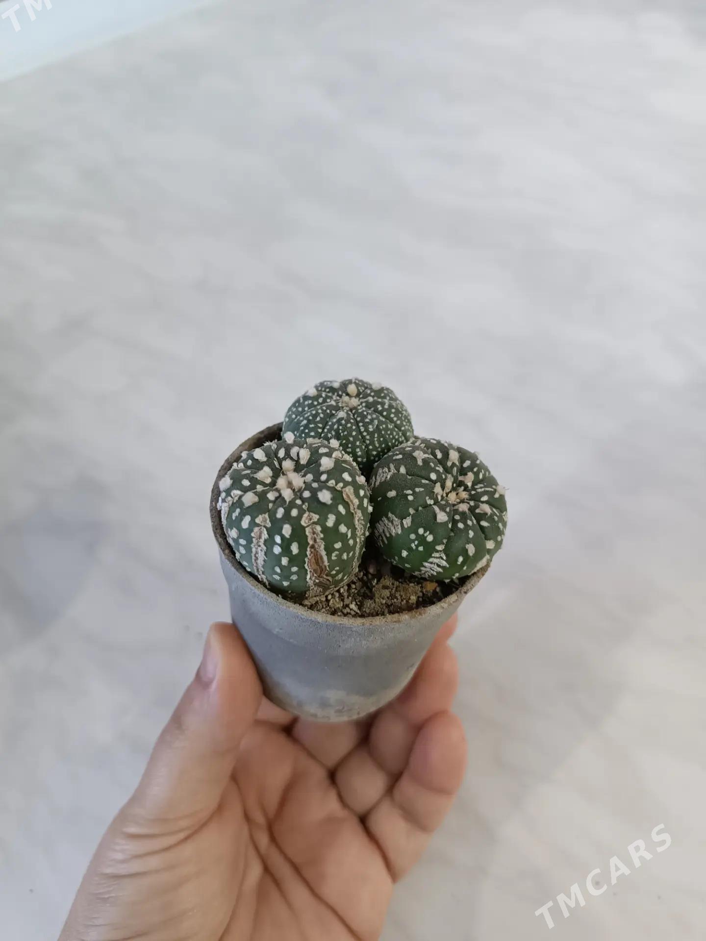 СУККУЛЕНТЫ - Ашхабад - img 5