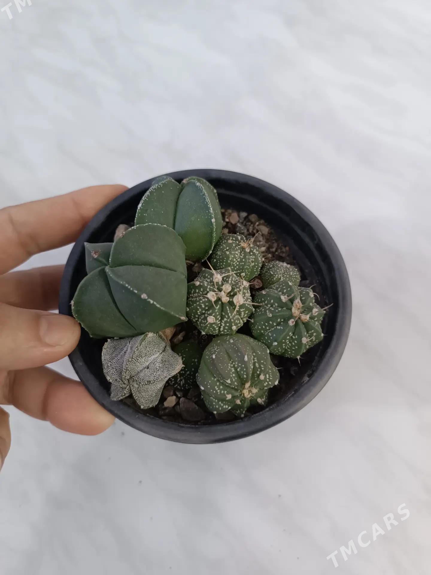 СУККУЛЕНТЫ - Ашхабад - img 7