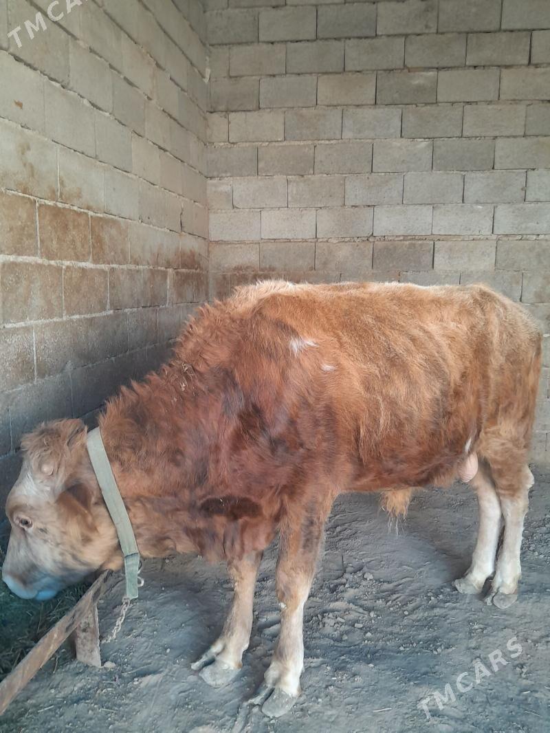 okuz - Теджен - img 1