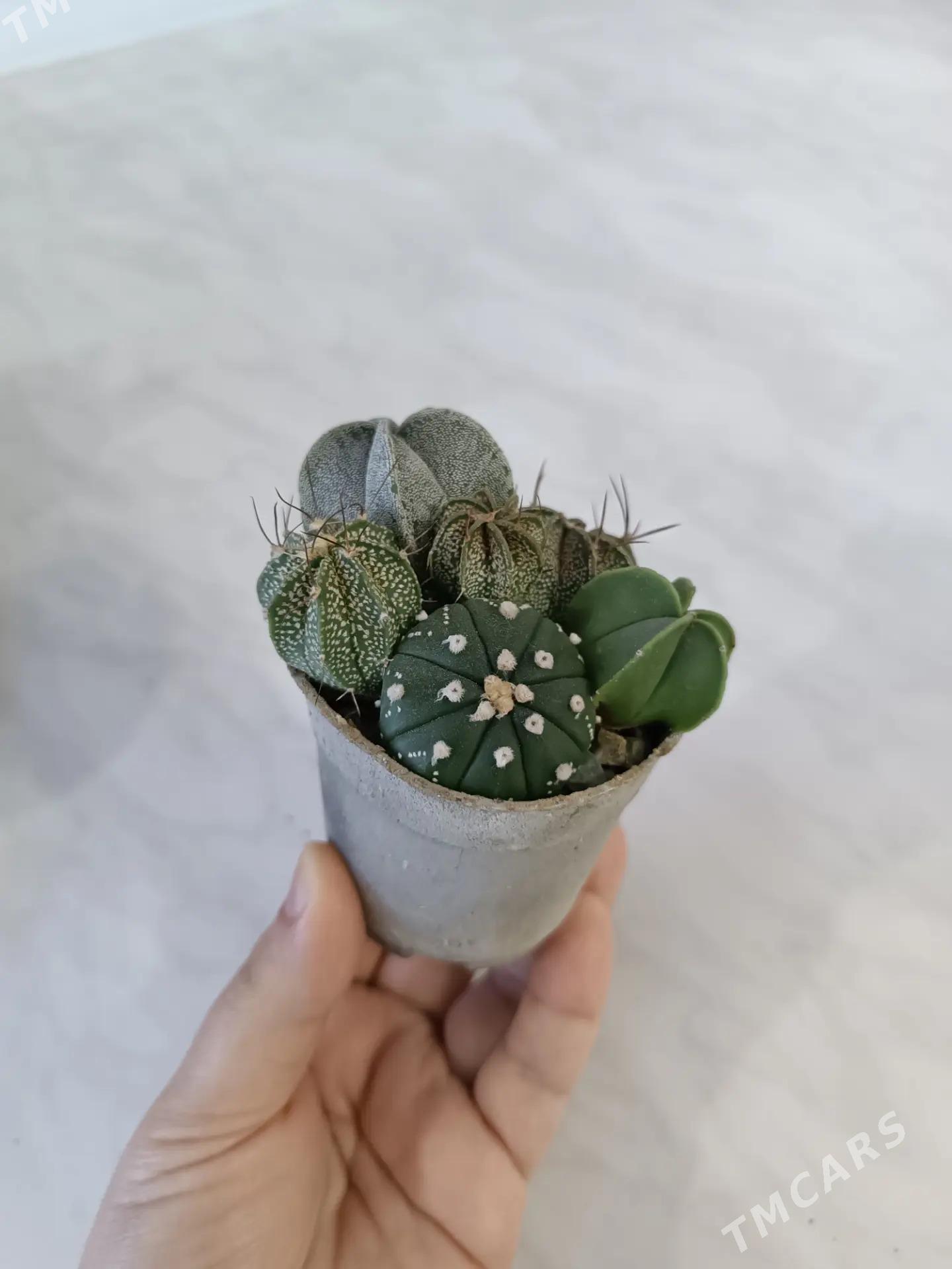 СУККУЛЕНТЫ - Ашхабад - img 4