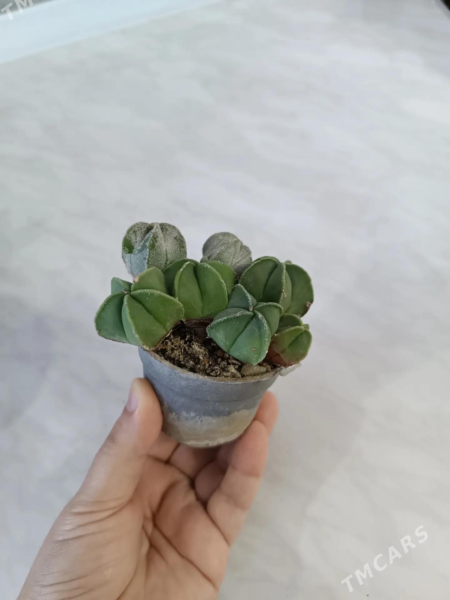 СУККУЛЕНТЫ - Ашхабад - img 2