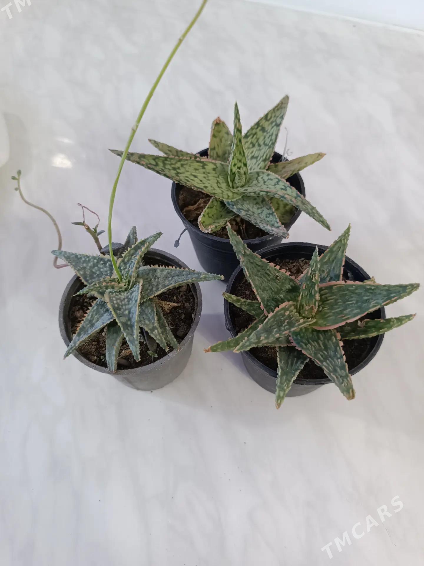 СУККУЛЕНТЫ - Ашхабад - img 3