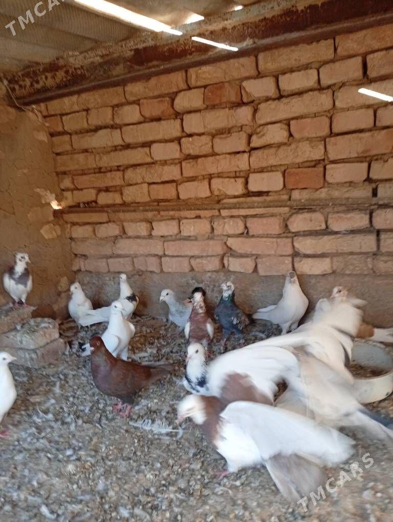 Kepderi - Tejen - img 3