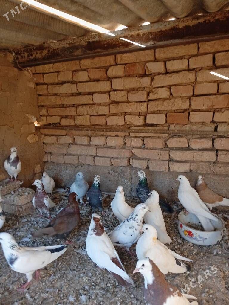 Kepderi - Tejen - img 4