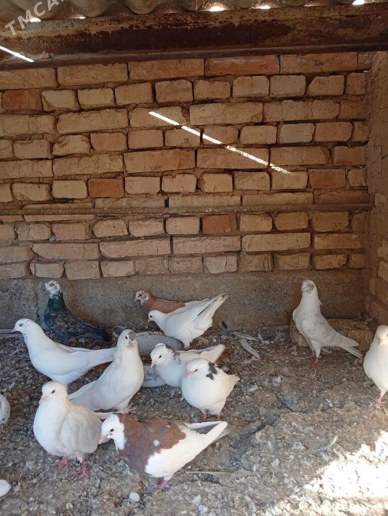 Kepderi - Tejen - img 5