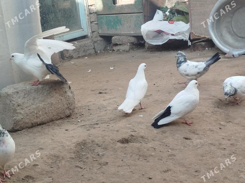 kepteri - Farap - img 2