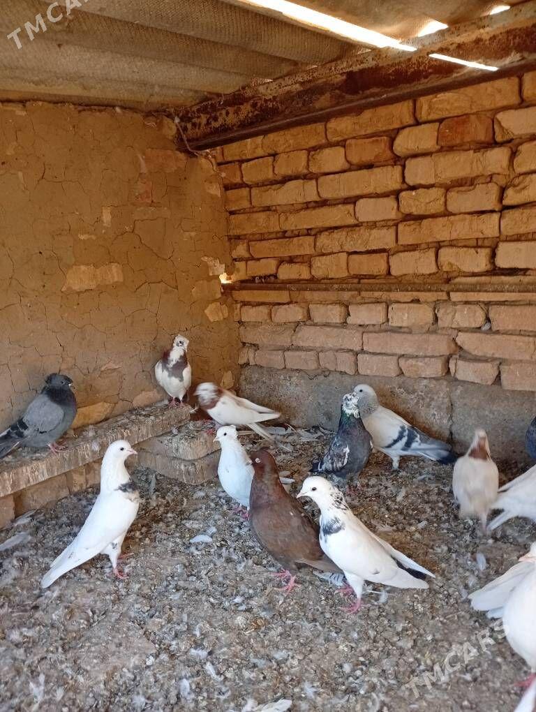 Kepderi - Tejen - img 6