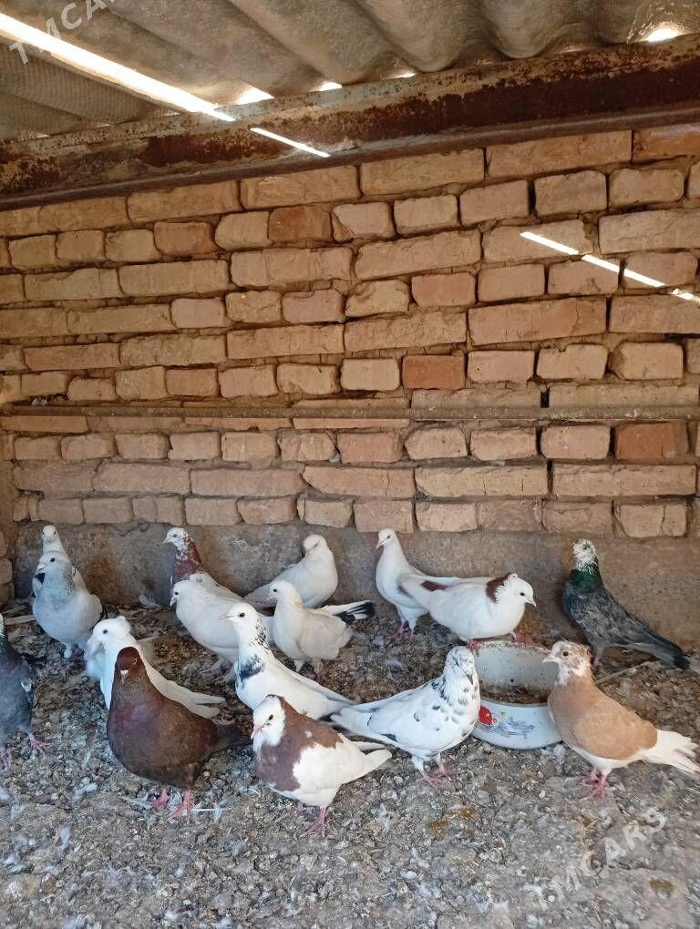 Kepderi - Tejen - img 8