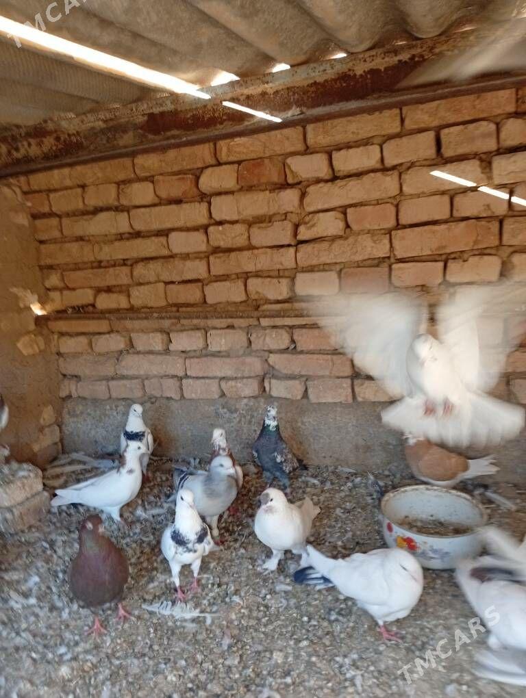 Kepderi - Tejen - img 2