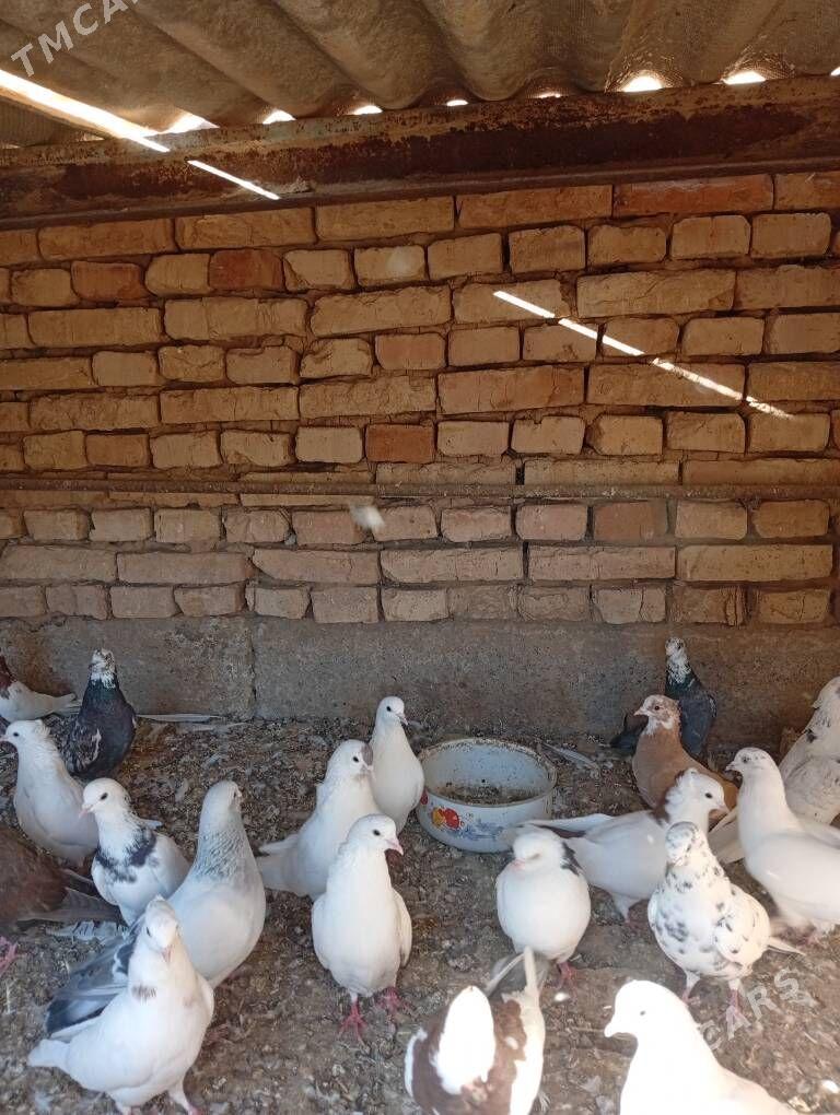 Kepderi - Tejen - img 7