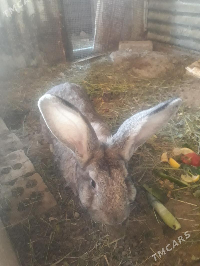 TOWŞAN - Сакарчага - img 3