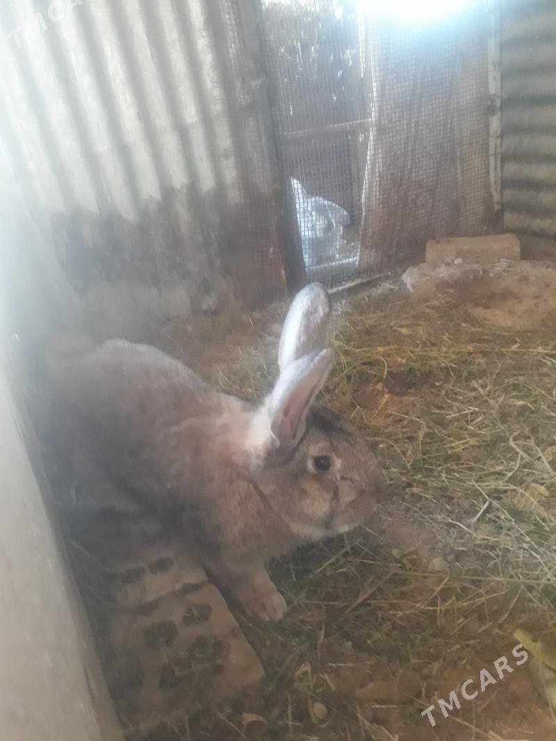 TOWŞAN - Сакарчага - img 4