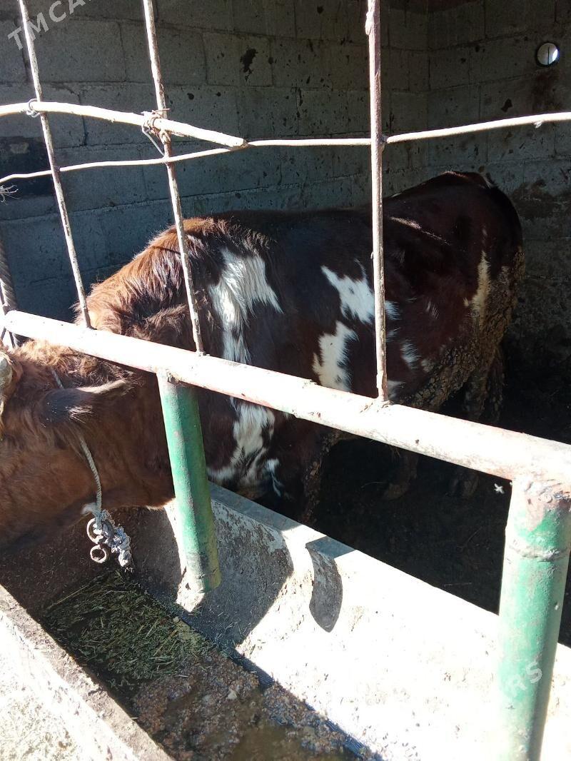 okuz - Гёкдепе - img 1