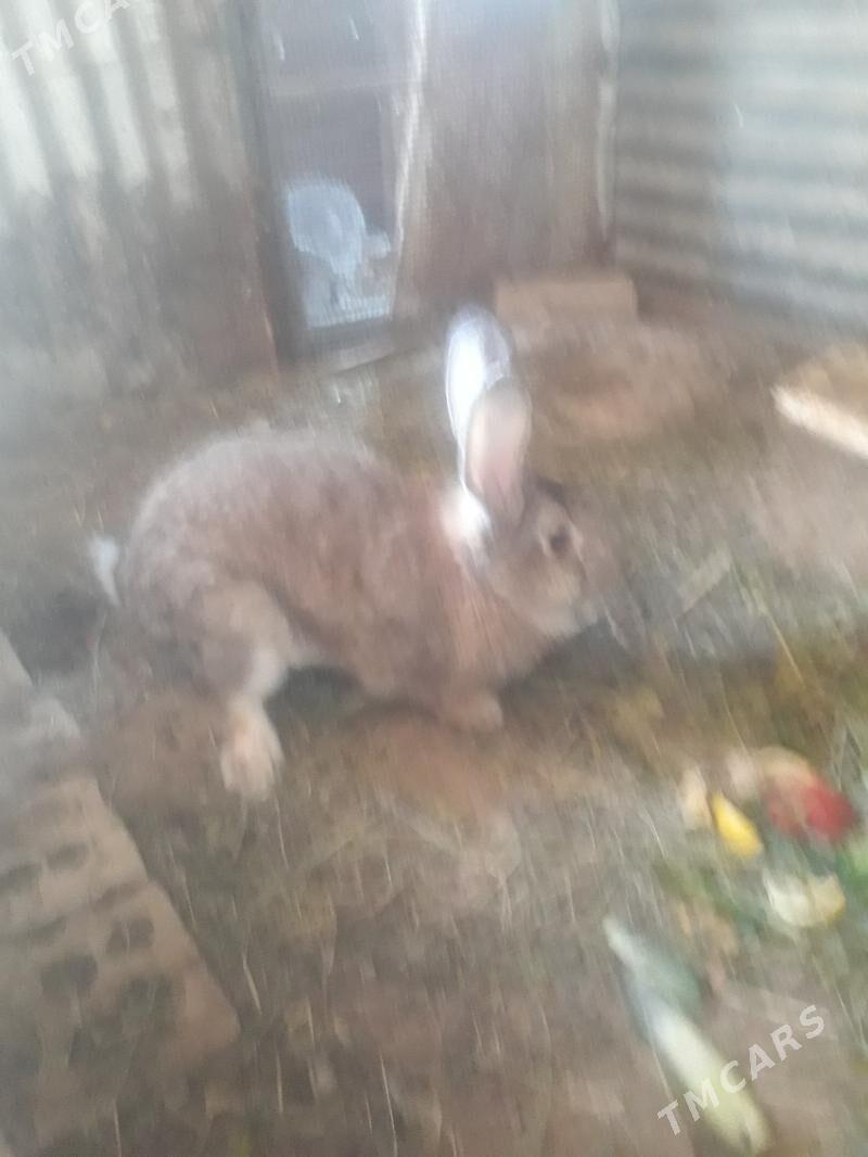 TOWŞAN - Сакарчага - img 2