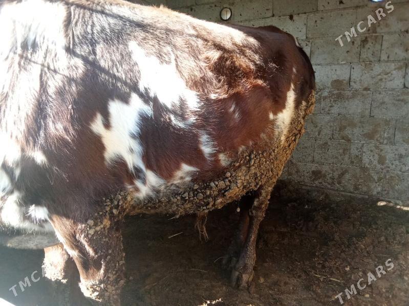 okuz - Гёкдепе - img 4