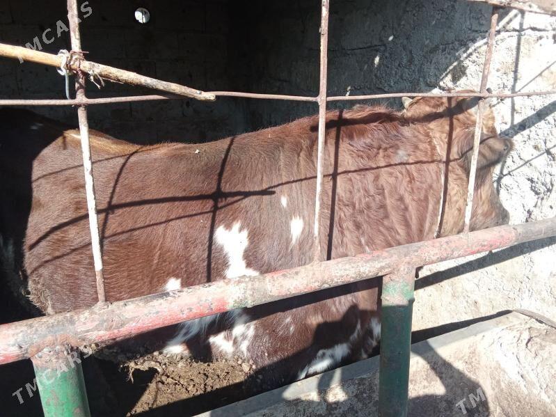 okuz - Гёкдепе - img 5