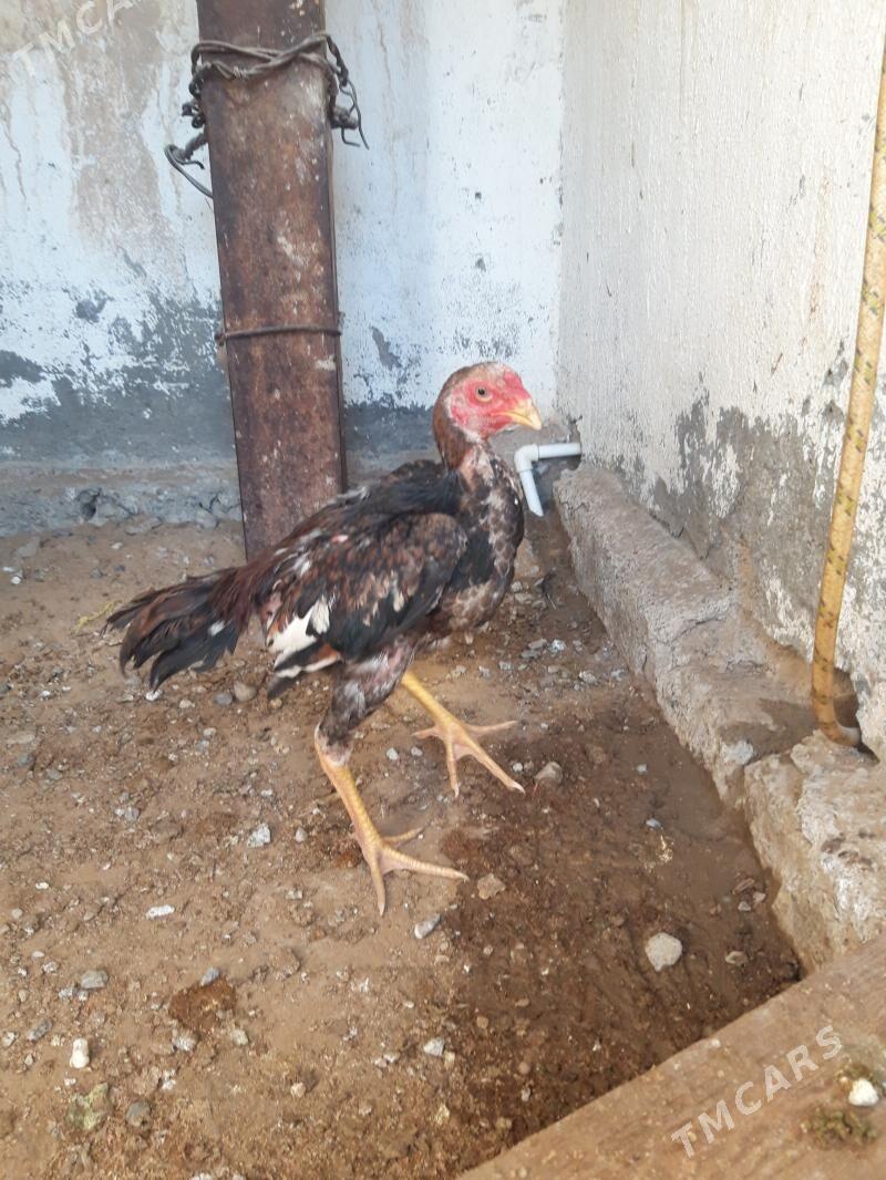 taşgent    juje - Çoganly - img 3