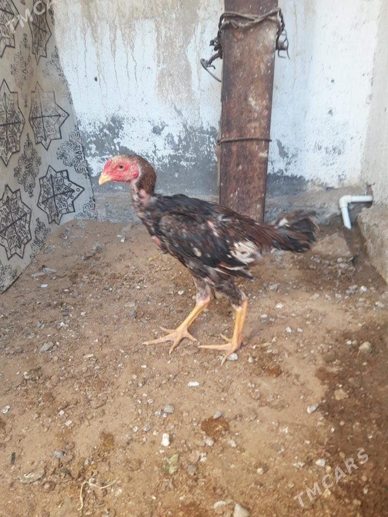 taşgent    juje - Çoganly - img 2