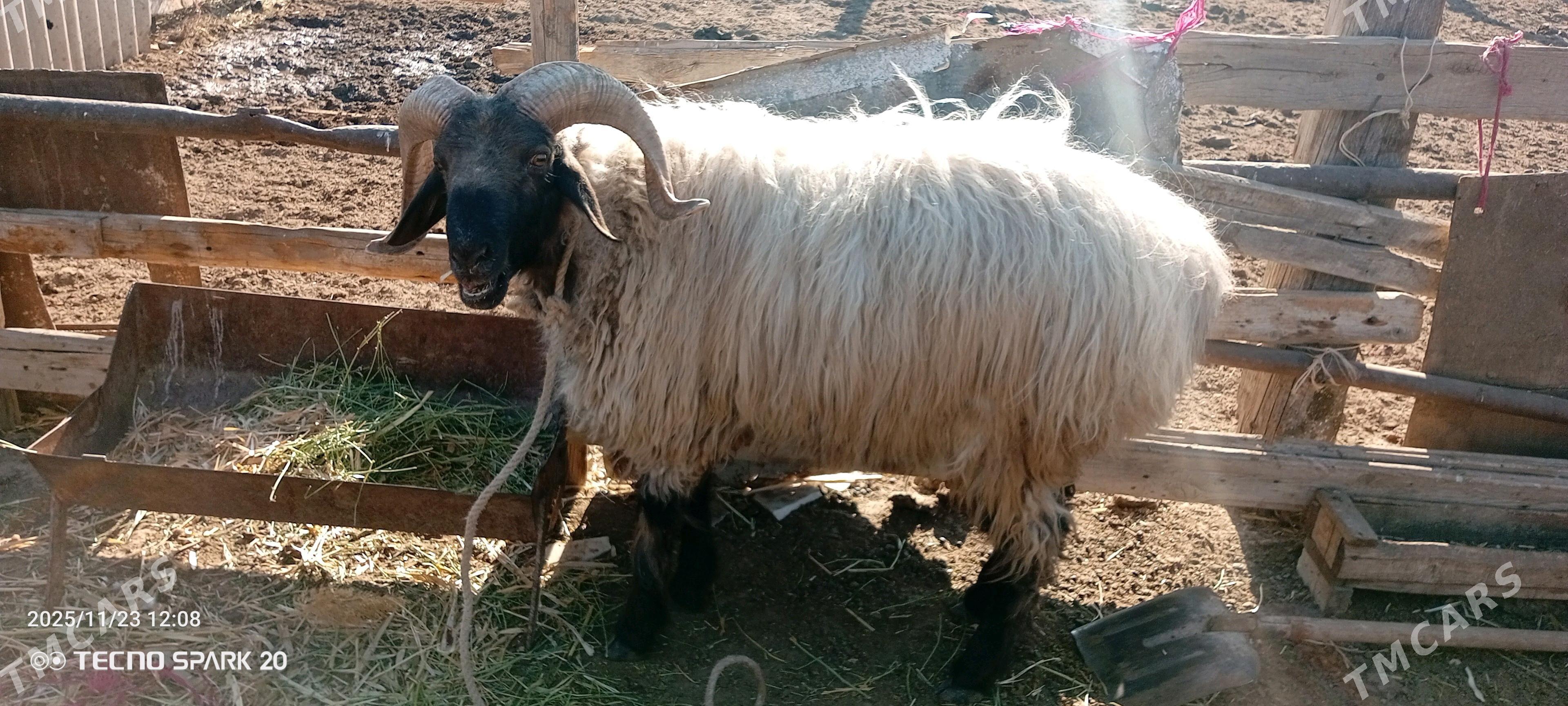 Goç - Jebel - img 1