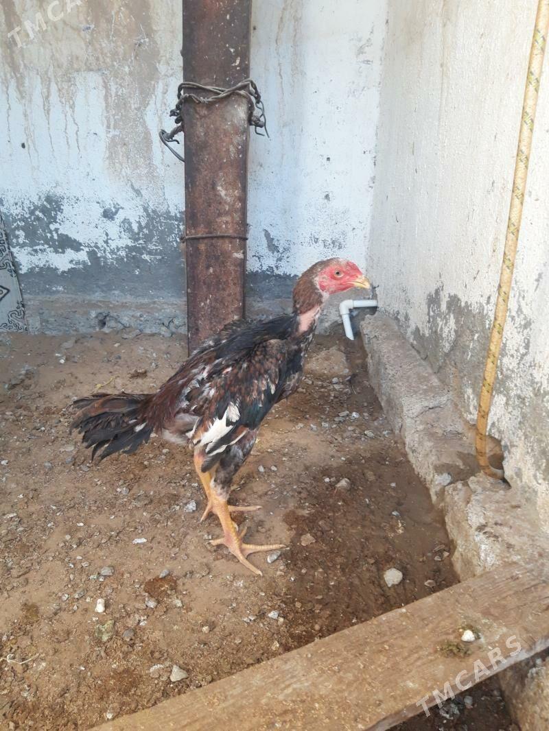 taşgent    juje - Çoganly - img 4