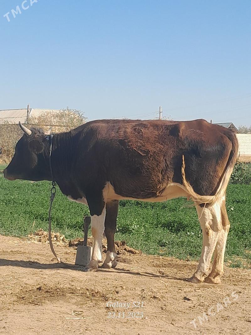 Sygyr - Бабадайхан - img 2